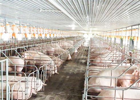 chuồng lợn,trại chăn nuôi heo,trang trại nuôi lợn,trang trại nuôi heo,bản vẽ trang trại nuôi lợn,dự toán chuồng lợn