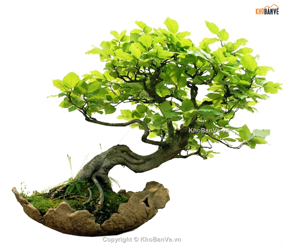 Bonsai photoshop,Thư viện cây cảnh Bonsai,Bonsai hơn 100 mẫu file Photoshop,mẫu cây bonsai đẹp PTS