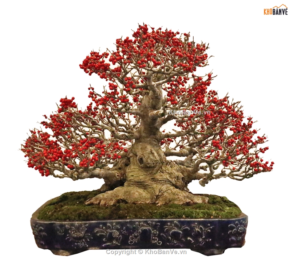 Bonsai photoshop,Thư viện cây cảnh Bonsai,Bonsai hơn 100 mẫu file Photoshop,mẫu cây bonsai đẹp PTS