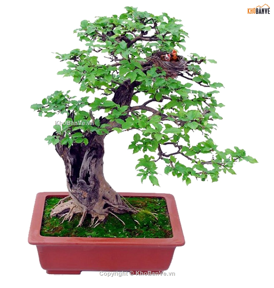 Bonsai photoshop,Thư viện cây cảnh Bonsai,Bonsai hơn 100 mẫu file Photoshop,mẫu cây bonsai đẹp PTS