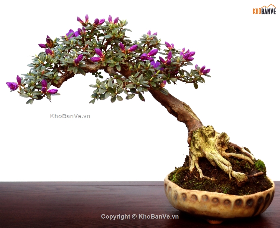 Bonsai photoshop,Thư viện cây cảnh Bonsai,Bonsai hơn 100 mẫu file Photoshop,mẫu cây bonsai đẹp PTS