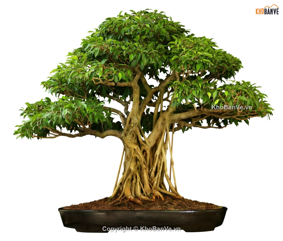 Bonsai photoshop,Thư viện cây cảnh Bonsai,Bonsai hơn 100 mẫu file Photoshop,mẫu cây bonsai đẹp PTS