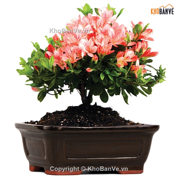 Bonsai photoshop,Thư viện cây cảnh Bonsai,Bonsai hơn 100 mẫu file Photoshop,mẫu cây bonsai đẹp PTS